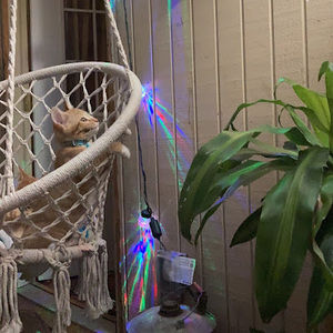 Meet your Posher, Bo